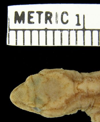 Media type: image;   Herpetology R-21923